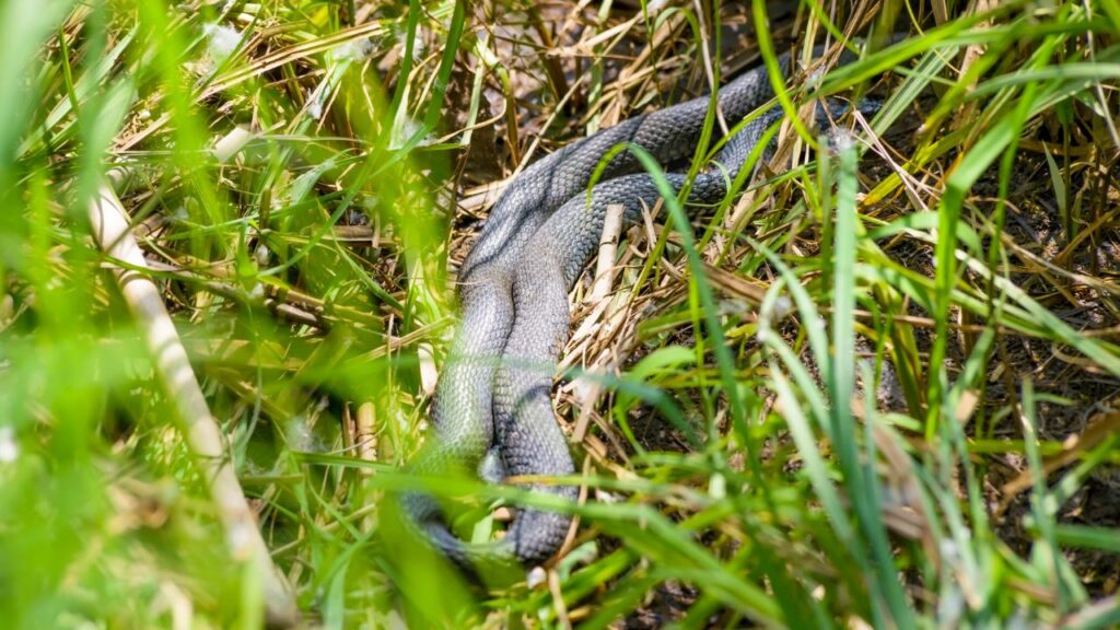 serpent jardin (1)