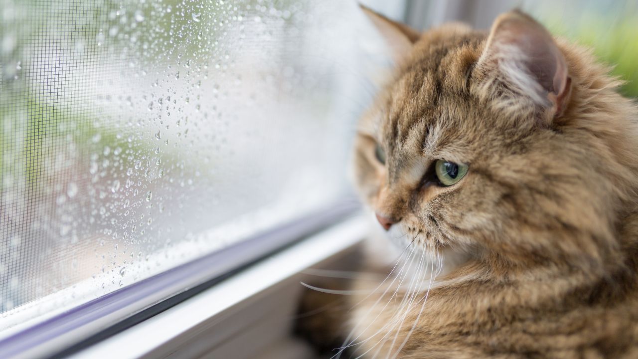 Combien de temps peuton vraiment laisser un chat seul