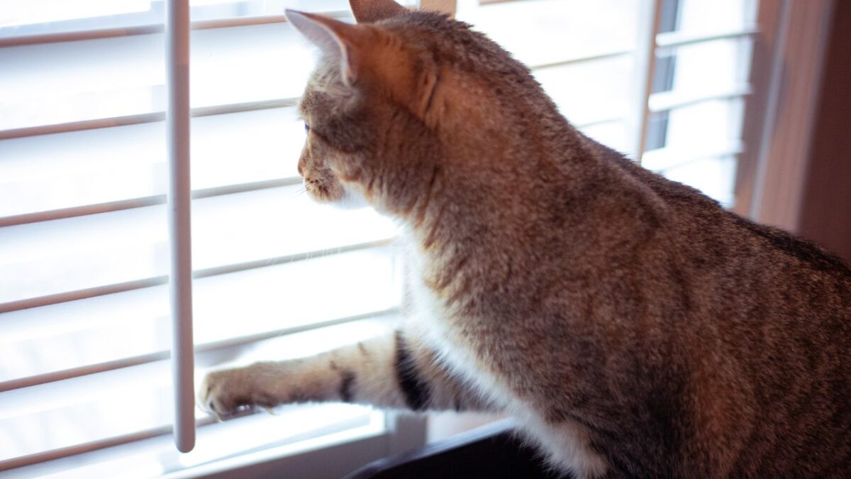 Combien de temps peuton vraiment laisser un chat seul