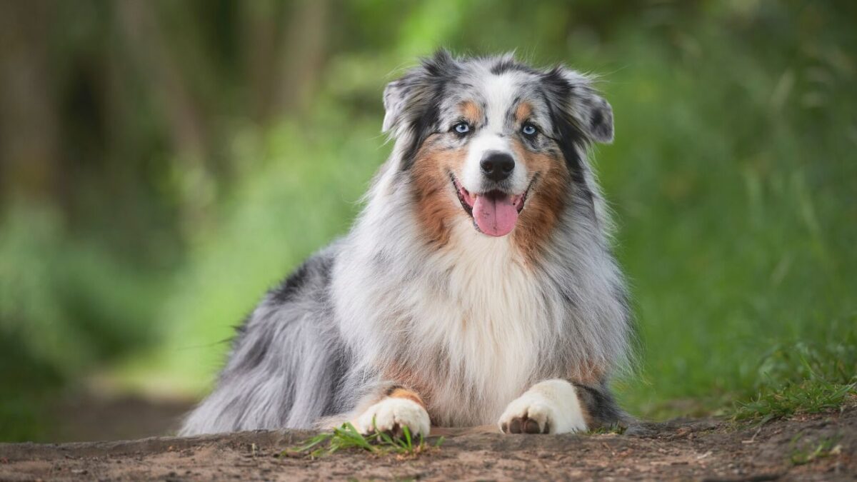 Les Plus Belles Races De Chiens