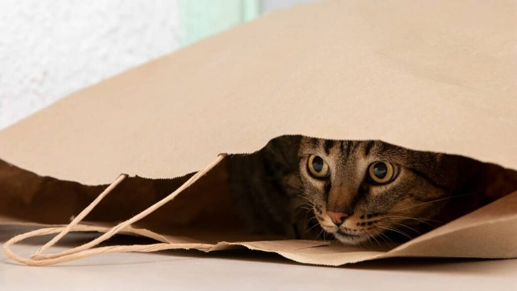chat-apeuré