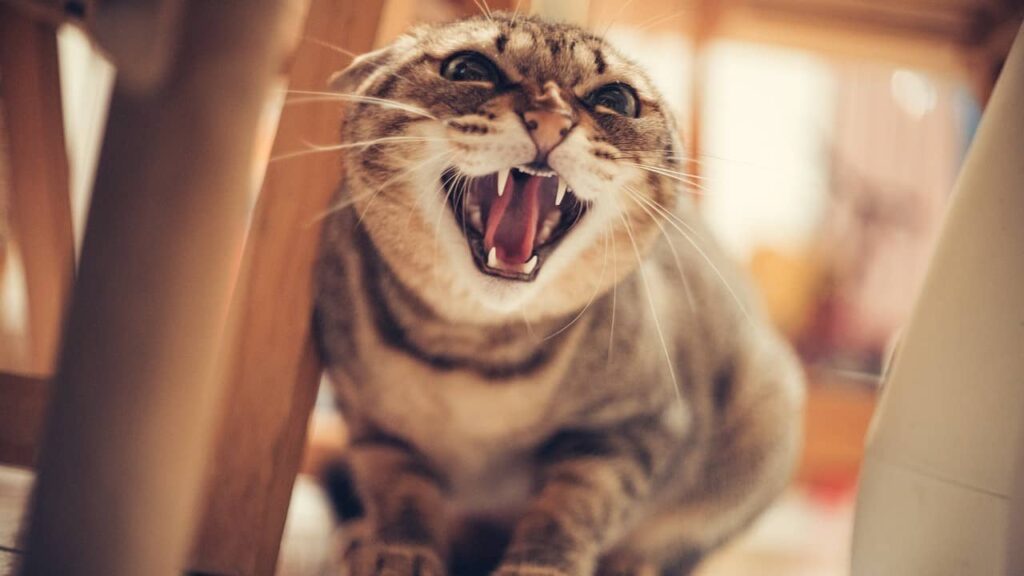 chat-en-colère-peur