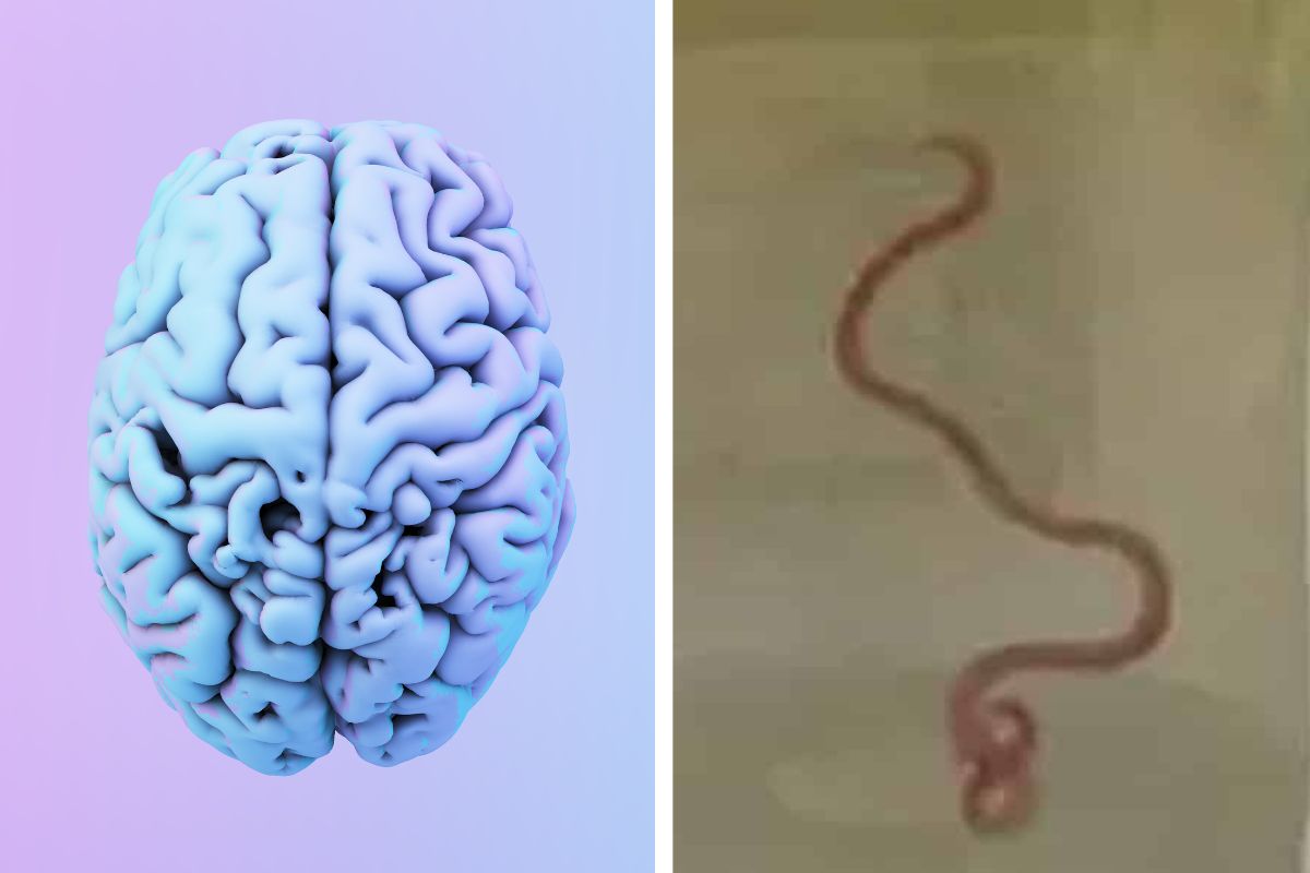 femme vers cerveau insolite (2)