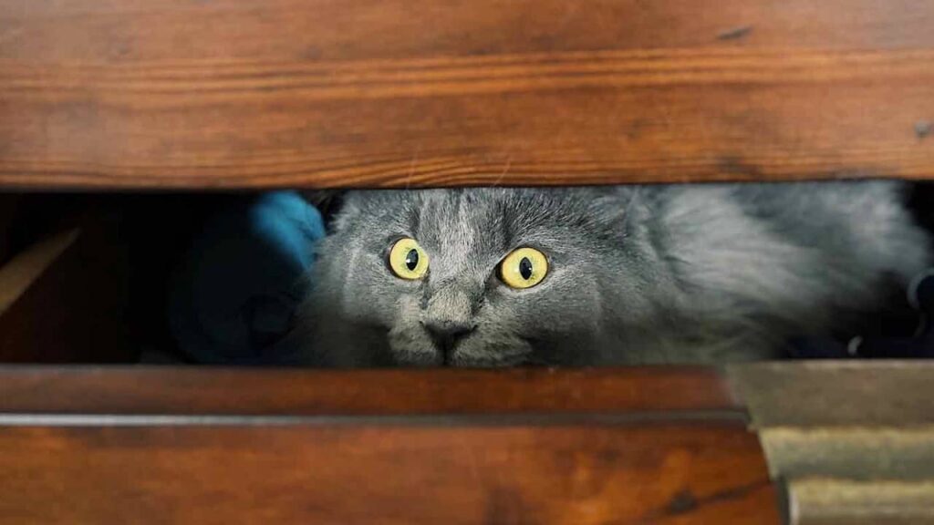 les-peurs-et-les-craintes-des-chats
