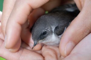 que faire oiseau blesse (2)