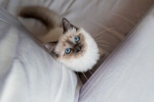 plus belles races chat sacre birmanie