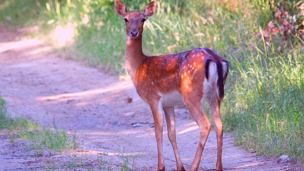 voir biche chevreuil signification spirituelle (1)