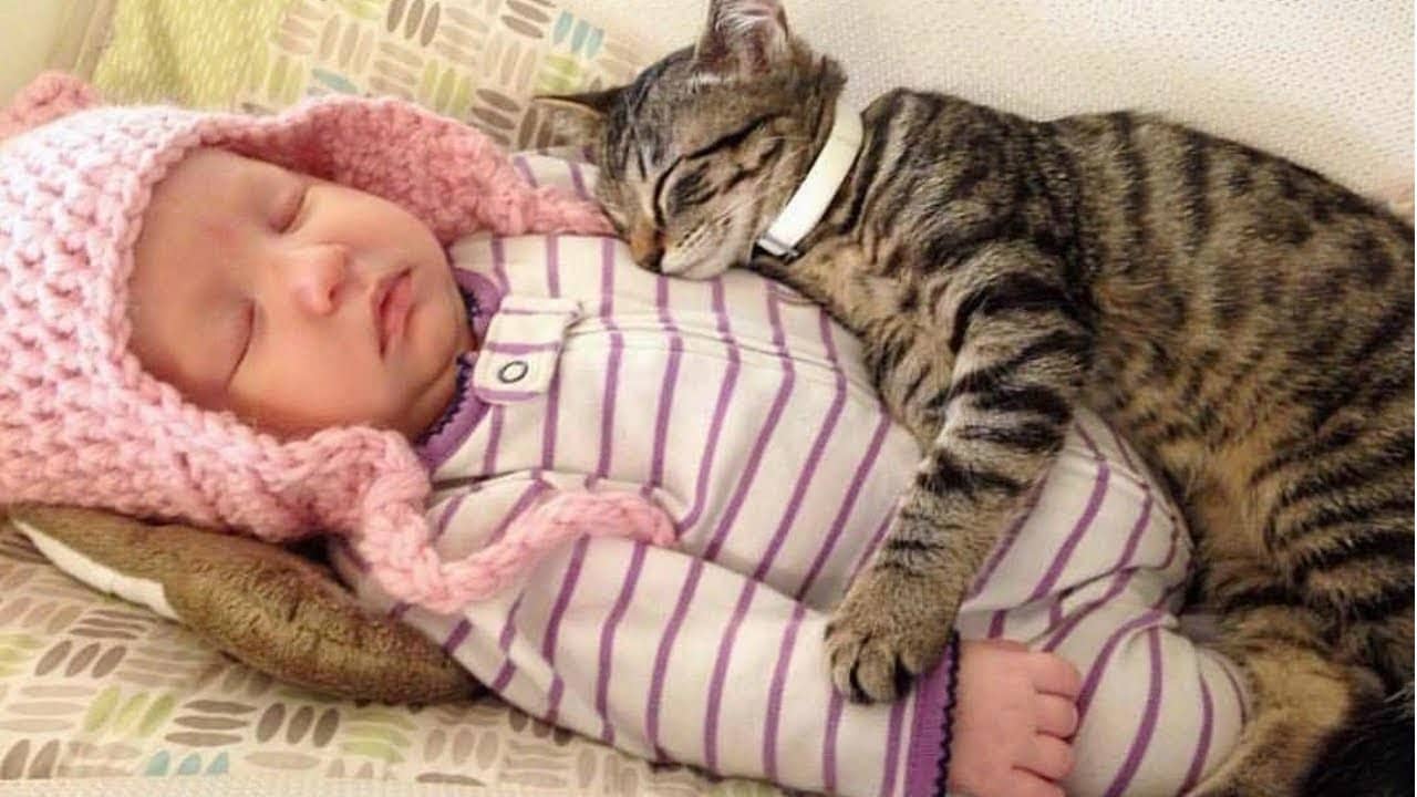 Chat et bébé la cohabitation estelle possible