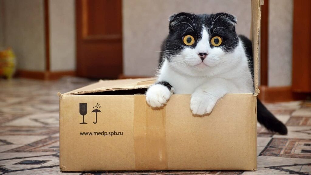 chats-surpris-boîtes (1)