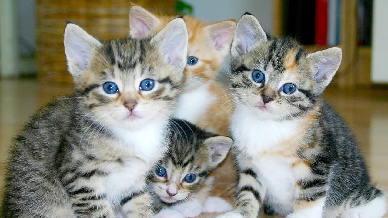 Vie du chat : les étapes clés de son cycle de vie