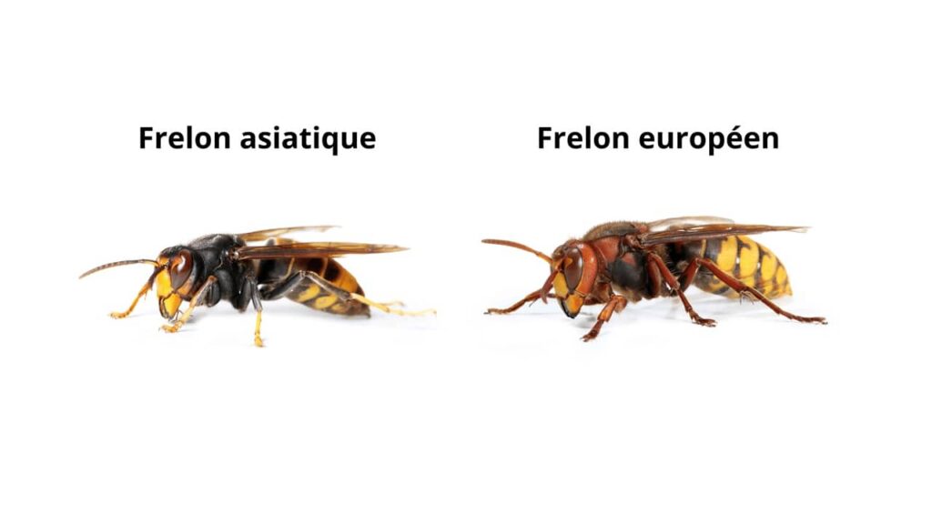 différences-frelon-asiatique-et-frelon-européen (1)