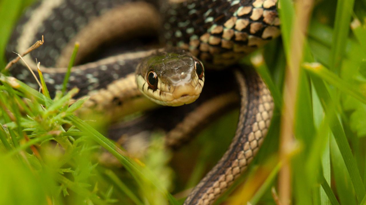Comment faire fuir les serpents de son jardin ? Astuces écolos