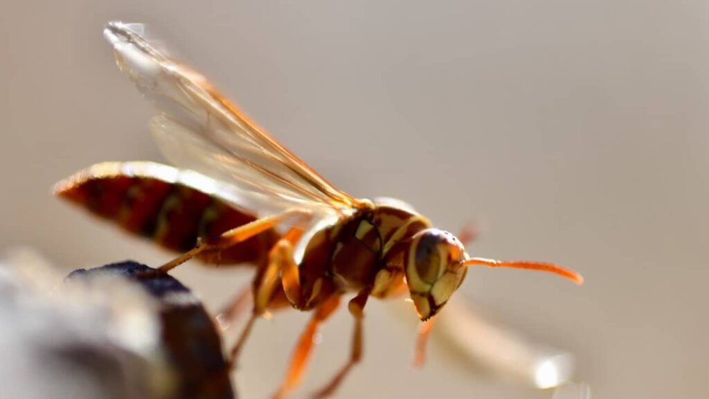 frelon-et-son-role-ecologique (1)