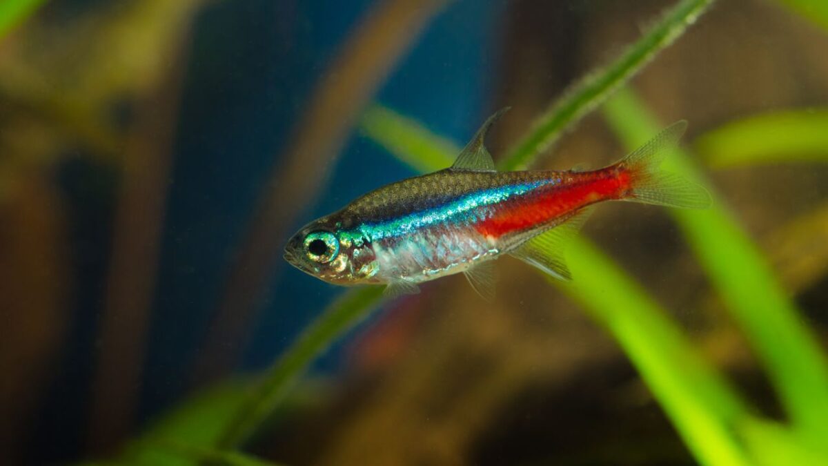 Quels sont les meilleurs poissons à élever en petit aquarium — free download