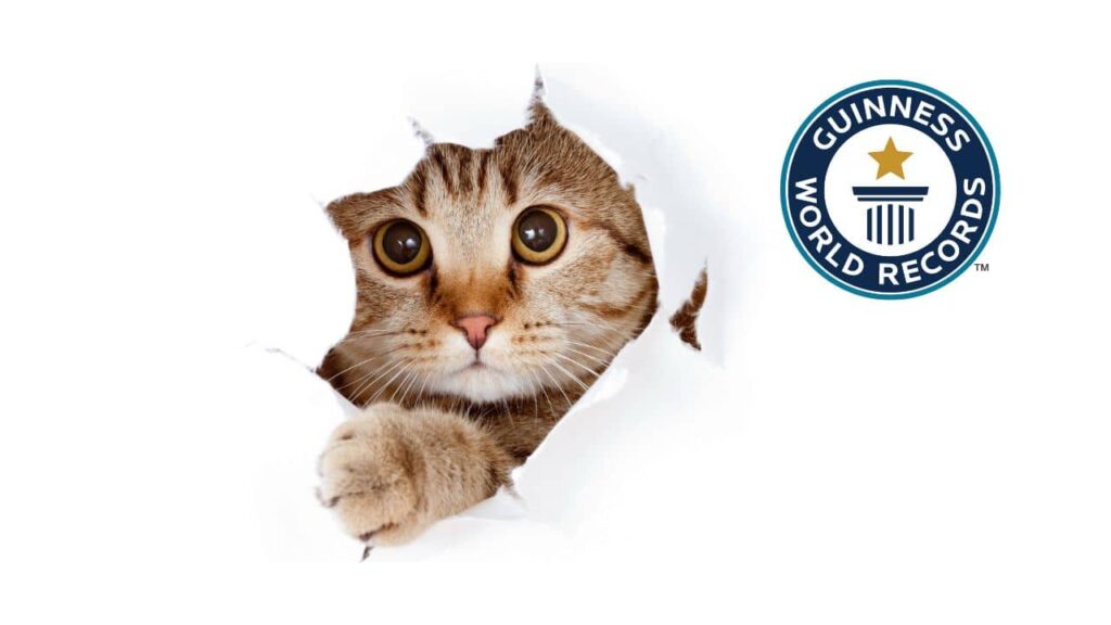 records-de-chats (1)