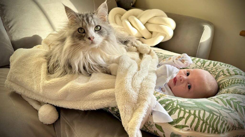 rencontre-bébé-et-chat (1)