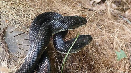 reproduction-serpent-accouplement (1)