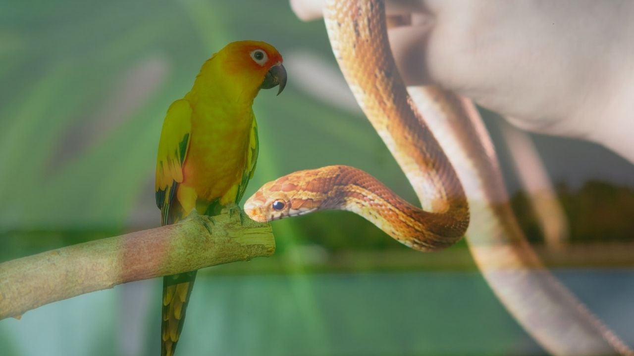 Animaux exotiques : voici les lois et responsabilités à connaître !