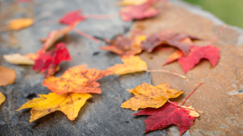 Les couleurs de l'automne qui font vendre : le guide ultime !