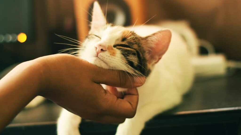 chat-ronronnement-explication (1)