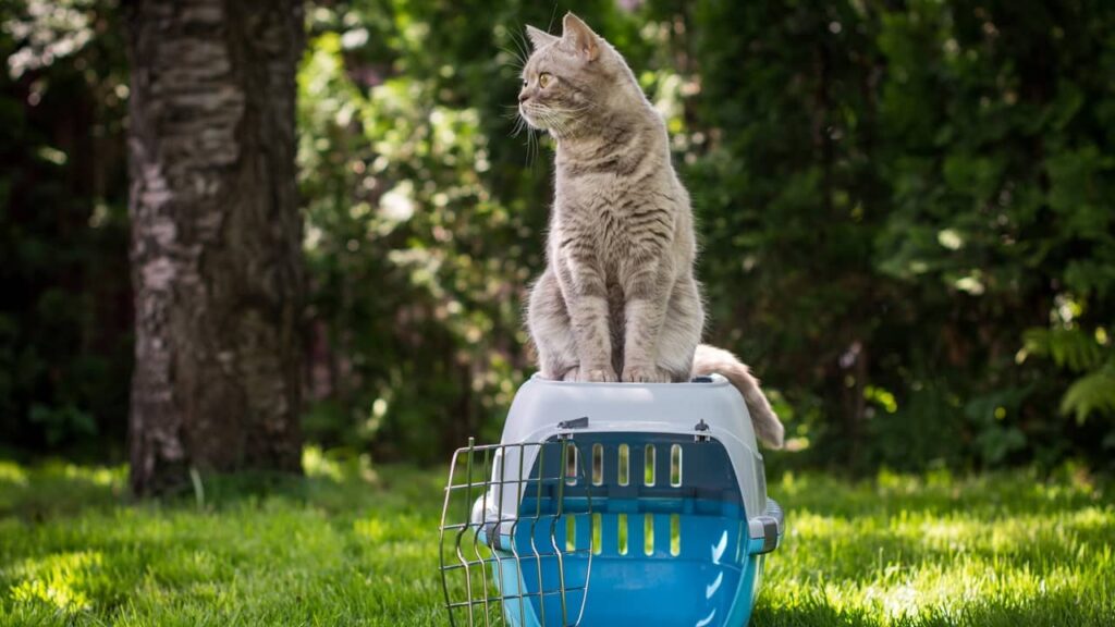 chat-sur-caisse-de-transport (1)