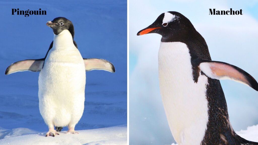 Quelle différence entre un pingouin et un manchot ?