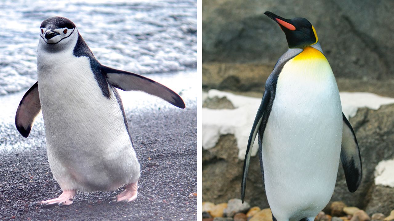 Pingouin ou manchot connaissezvous la différence