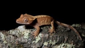 gecko crete top lézards débutants