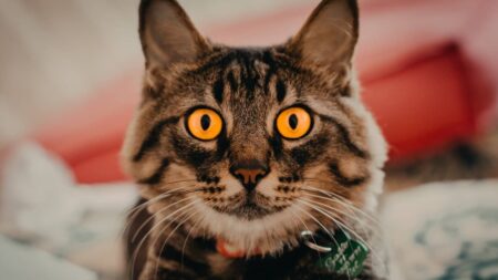 pourquoi-les-chats-regardent-les-yeux-de-leurs-propriétaires (1)