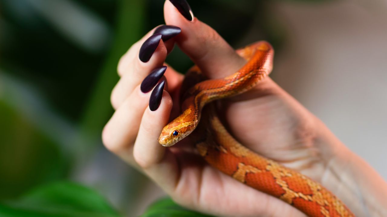 Top 5 des serpents pour débutants à élever chez soi