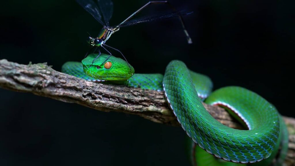 wildlife-faune-serpents (1)