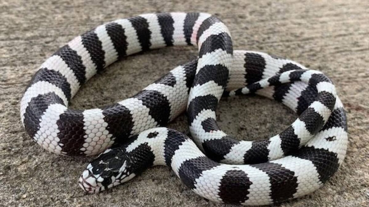 Esp ces De Serpents Courants En levage Top 10