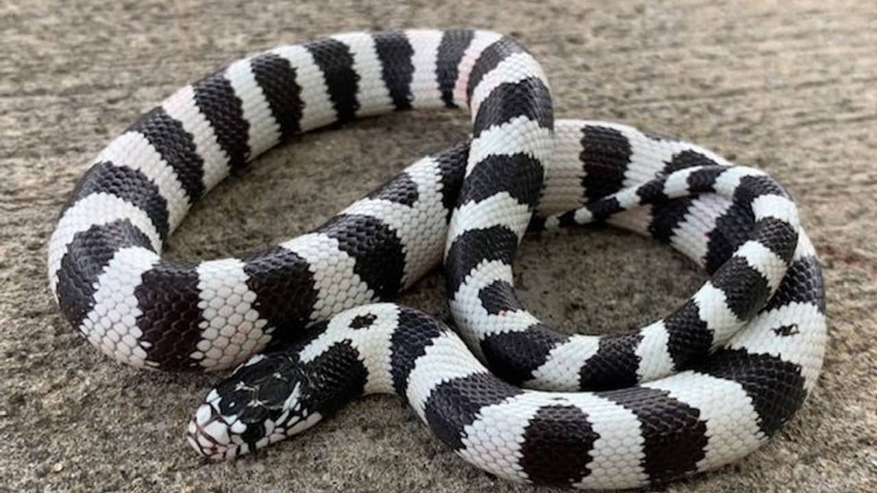 Espèces de serpents courants en élevage : top 10