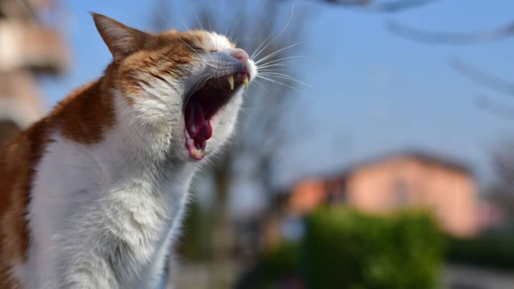 ailurophobie-ou-peur-des-chats (1)