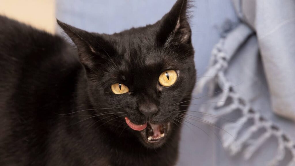 chat-noir-ailurophobie (1)