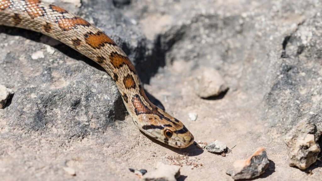 locomotion-des-serpents (1)