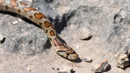 locomotion-des-serpents (1)