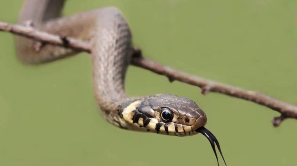 locomotion-des-serpents-branches (1)