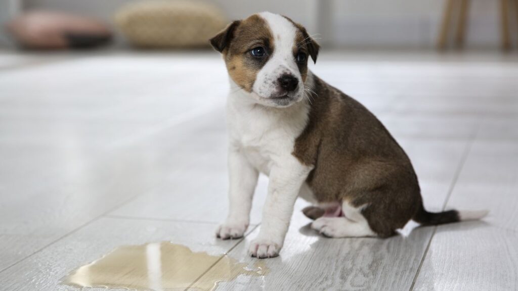 methode apprendre proprete chiot (3)