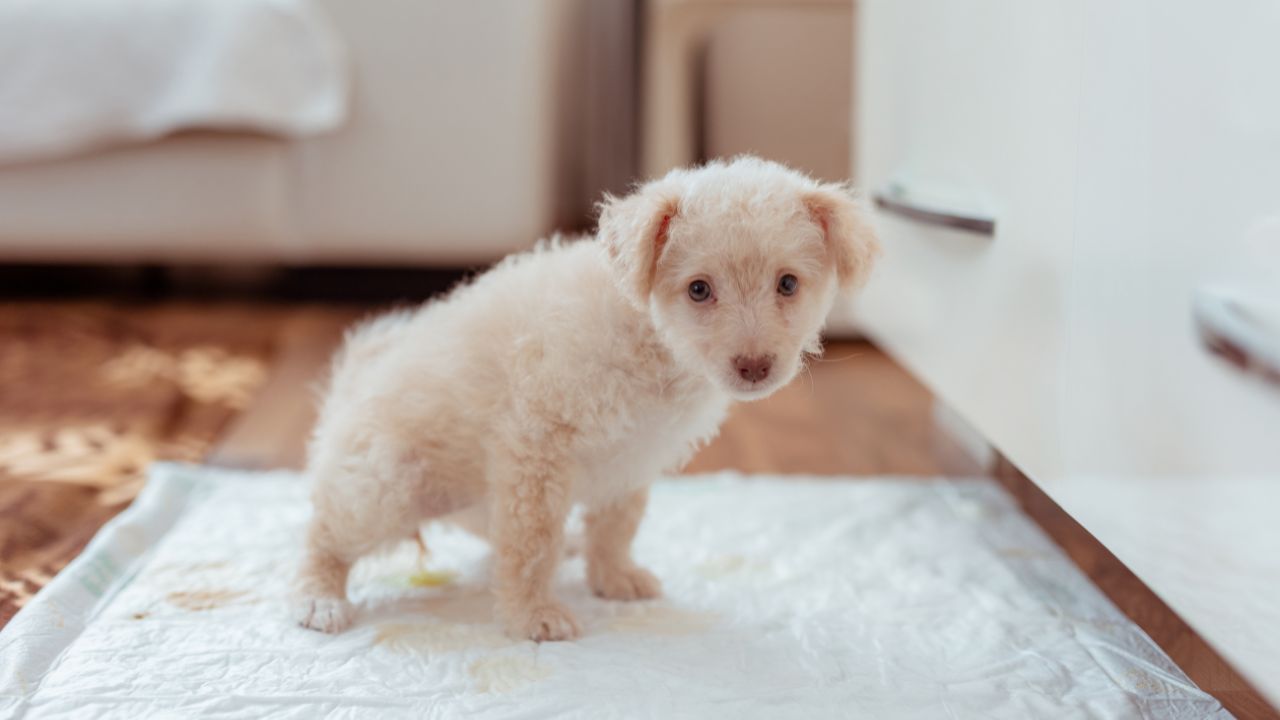 Comment Faire Pour Avoir Son Chiot Propre