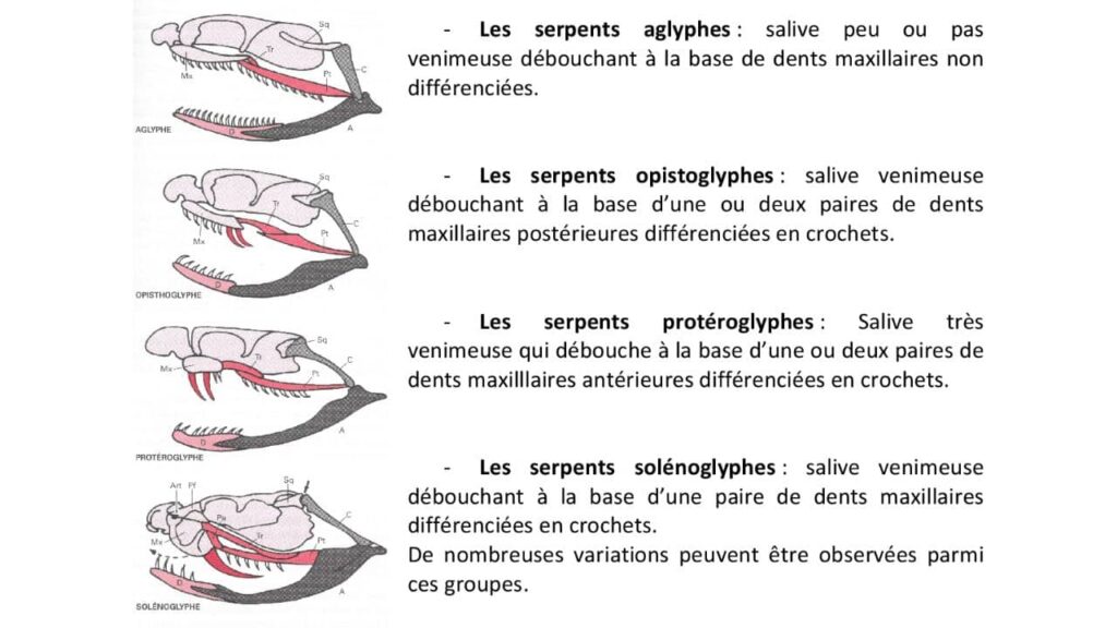 physiologie-et-différents-types-de-serpents (1)