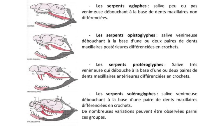 Physiologie Des Serpents Respiration Locomotion On Vous Dit Tout