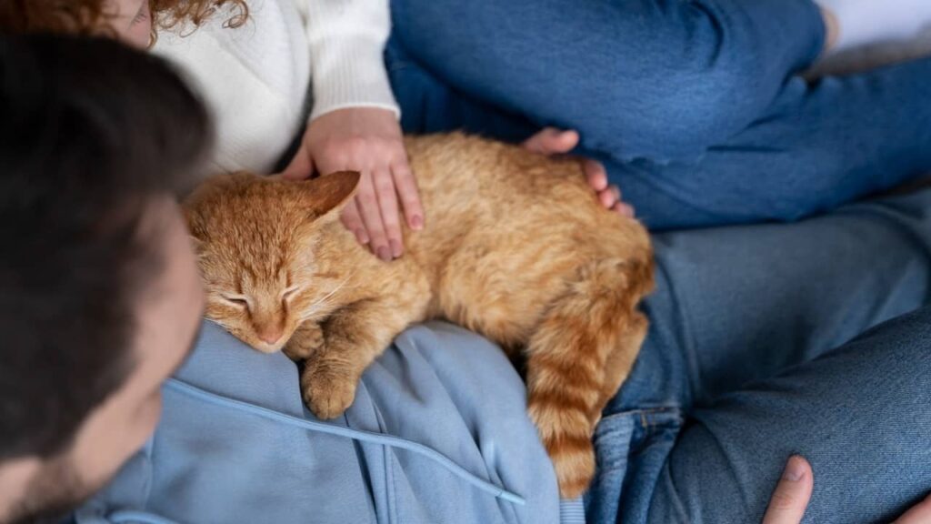 thérapie-par-les-chats-ronronthérapie (1)