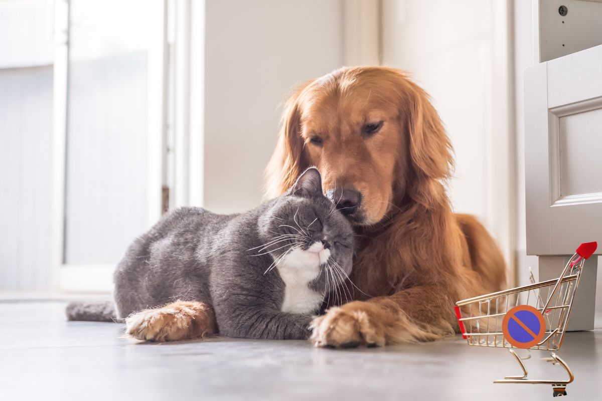 La nouvelle loi d'interdiction de la vente de chien et chat