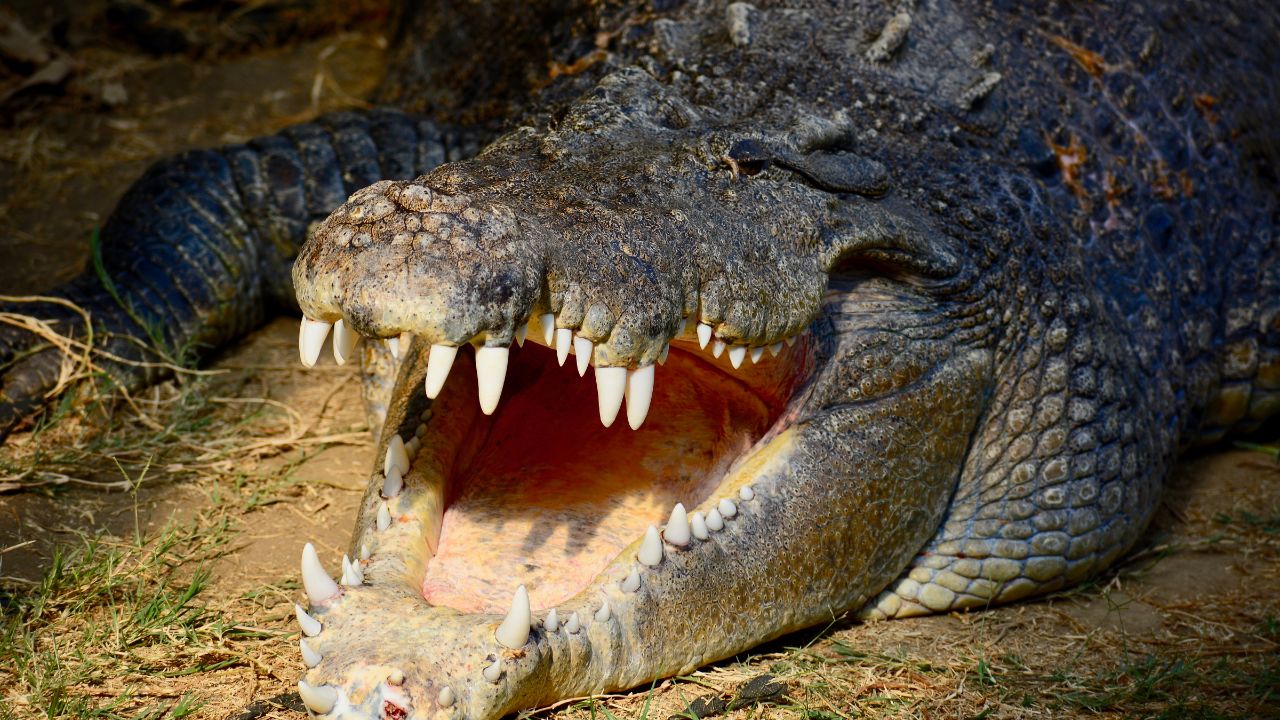 Les Animaux Les Plus Dangereux En Australie