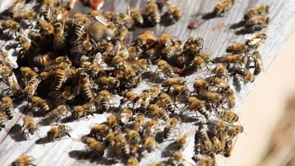 apiculture-comment-les-abeilles-étouffent -le-frelon (1)