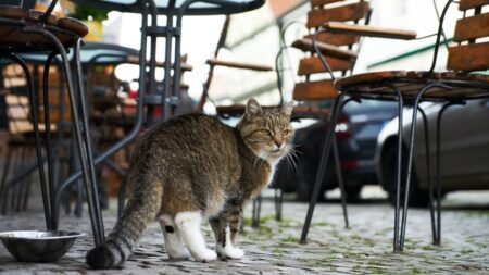 cafés-et-bars-à-chats (1)