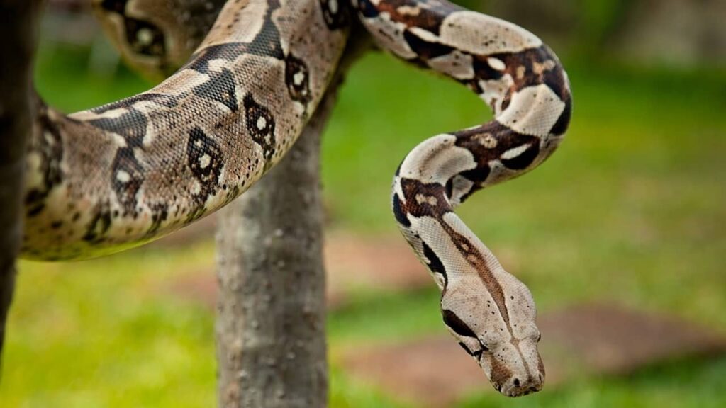 boa-constrictor (1)