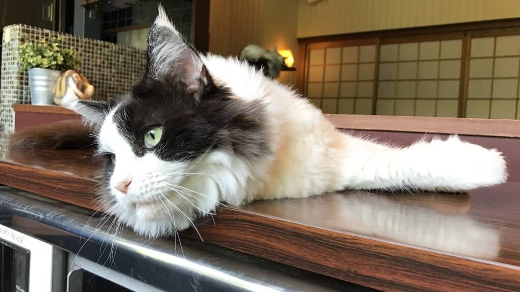 cat-cafe (1)
