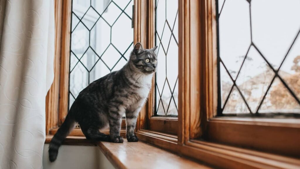 chat-et-fenêtre (1)